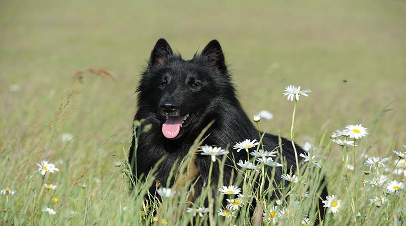 7 สายพันธุ์น้องหมาที่มีขนสีดำสลวย เหมาะสำหรับสายแบล็คไลท์ ⋆ Doodido