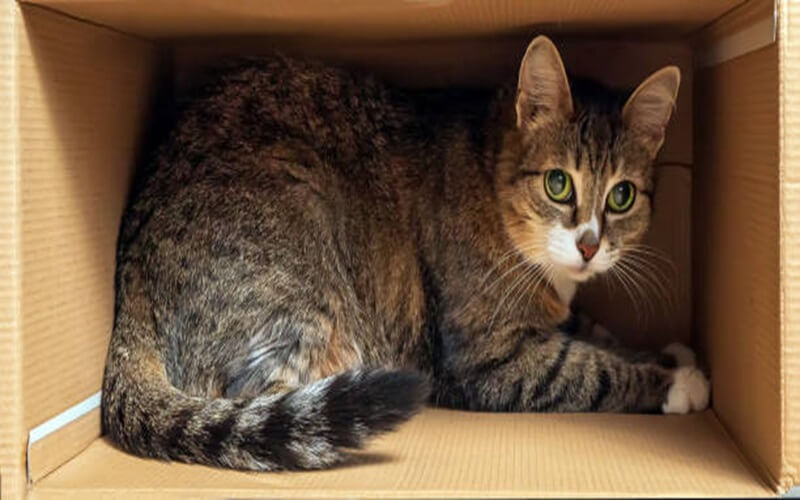 แมวชอบกล่อง
