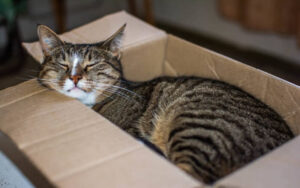 แมวชอบกล่อง